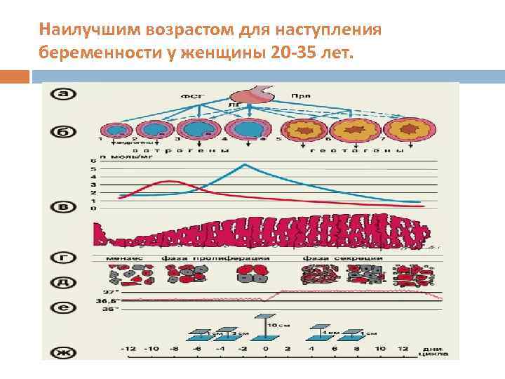 Наилучшим возрастом для наступления беременности у женщины 20 -35 лет. 