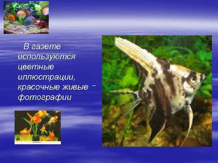  В газете используются цветные иллюстрации, красочные живые фотографии 