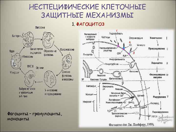 НЕСПЕЦИФИЧЕСКИЕ КЛЕТОЧНЫЕ ЗАЩИТНЫЕ МЕХАНИЗМЫ 1. ФАГОЦИТОЗ Фагоциты – гранулоциты, моноциты 