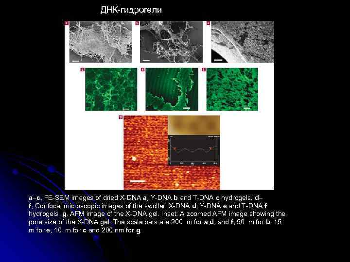 ДНК-гидрогели a–c, FE-SEM images of dried X-DNA a, Y-DNA b and T-DNA c hydrogels.