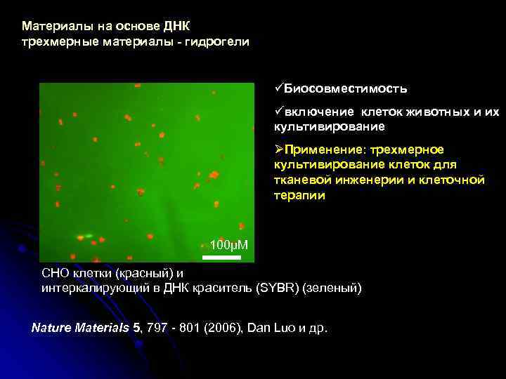 Материалы на основе ДНК трехмерные материалы - гидрогели üБиосовместимость üвключение клеток животных и их