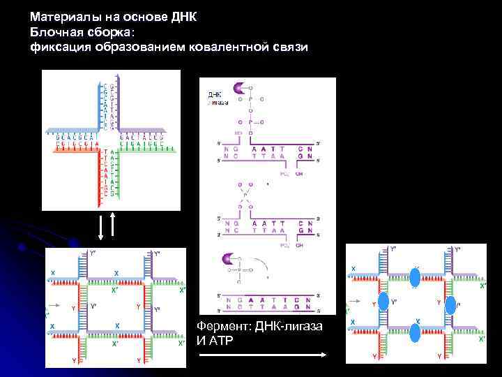 Материалы на основе ДНК Блочная сборка: фиксация образованием ковалентной связи Фермент: ДНК-лигаза И АТР