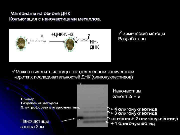 Материалы на основе ДНК Конъюгация с наночастицами металлов. +ДНК-NH 2 S O NHДНК S