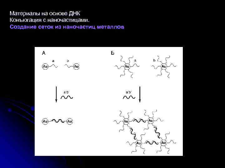 Материалы на основе ДНК Конъюгация с наночастицами. Создание сеток из наночастиц металлов 