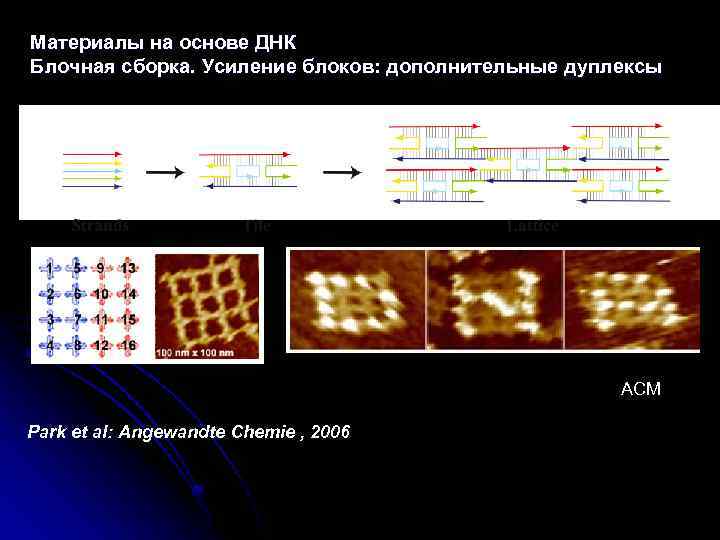 Материалы на основе ДНК Блочная сборка. Усиление блоков: дополнительные дуплексы АСМ Park et al: