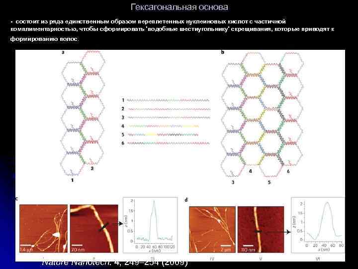 Гексагональная основа - состоит из ряда единственным образом переплетенных нуклеиновых кислот с частичной комплиментарностью,