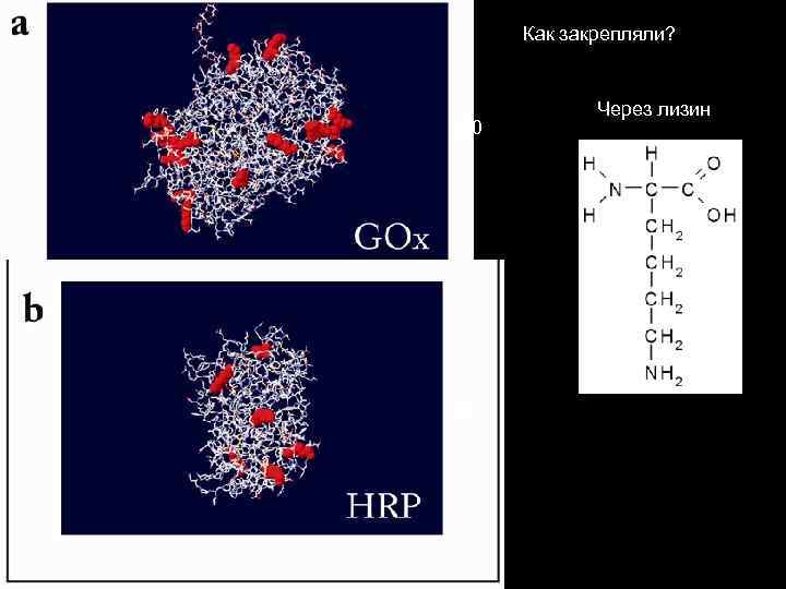 Как закрепляли? 30 6 Через лизин 