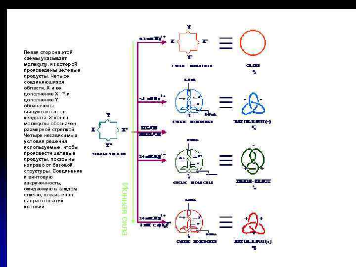 Ионная сила Левая сторона этой схемы указывает молекулу, из которой произведены целевые продукты. Четыре