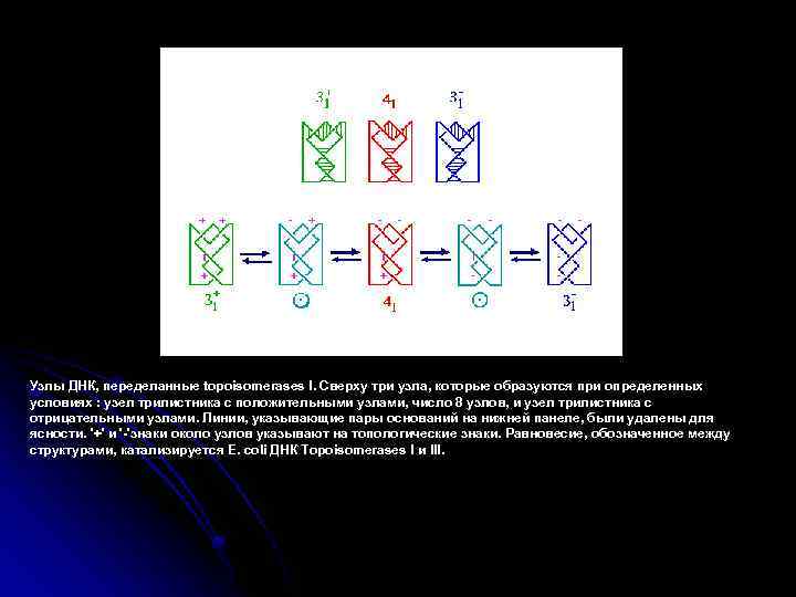 Узлы ДНК, переделанные topoisomerases I. Сверху три узла, которые образуются при определенных условиях :