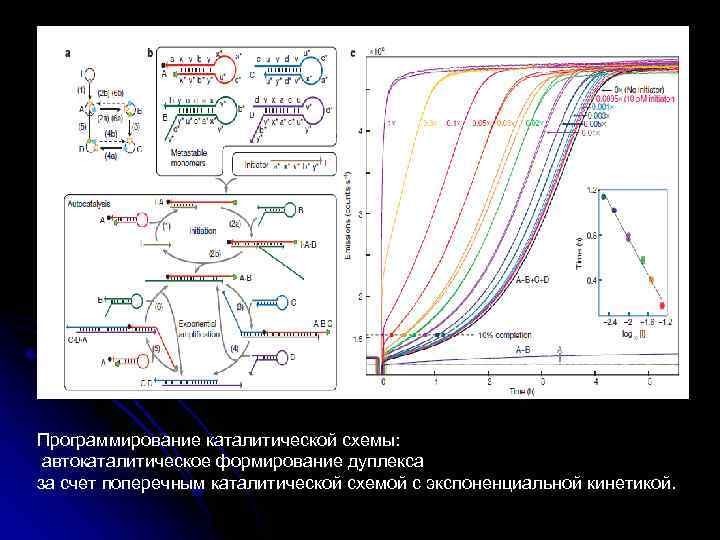 Программирование каталитической схемы: автокаталитическое формирование дуплекса за счет поперечным каталитической схемой с экспоненциальной кинетикой.