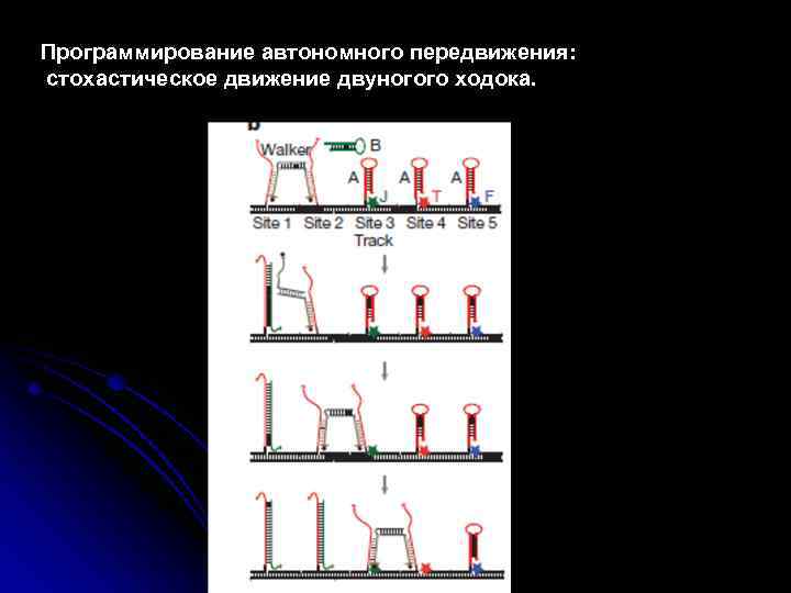 Программирование автономного передвижения: стохастическое движение двуногого ходока. 