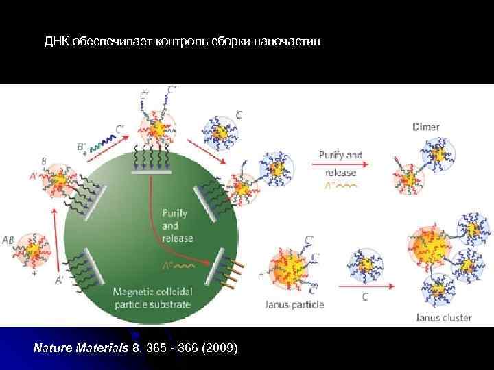 ДНК обеспечивает контроль сборки наночастиц Nature Materials 8, 365 - 366 (2009) 