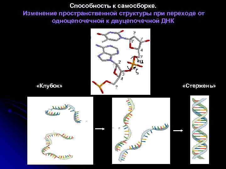 Способность к самосборке. Изменение пространственной структуры при переходе от одноцепочечной к двуцепочечной ДНК «Клубок»