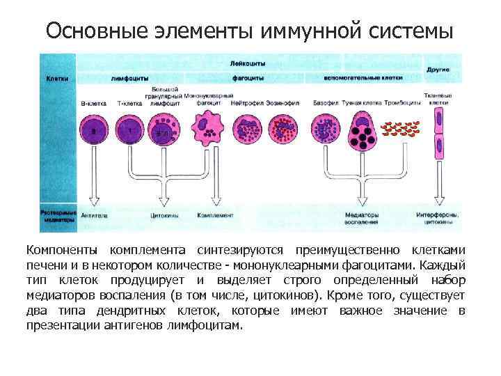Основные элементы иммунной системы Компоненты комплемента синтезируются преимущественно клетками печени и в некотором количестве