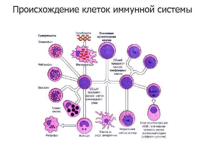 Происхождение клеток иммунной системы 