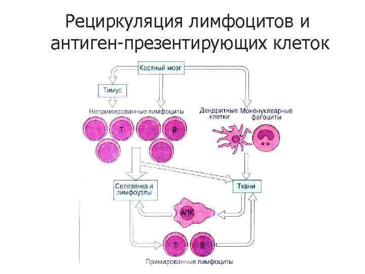 Рециркуляция лимфоцитов и антиген-презентирующих клеток 