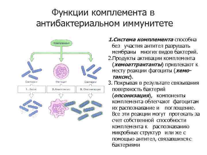 Функции комплемента в антибактериальном иммунитете 1. Система комплемента способна без участия антител разрушать мембраны