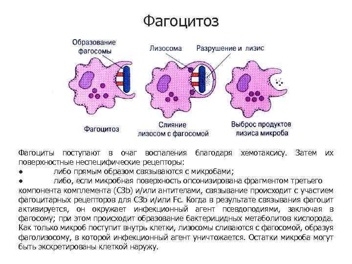 Фагоцитоз Фагоциты поступают в очаг воспаления благодаря хемотаксису. Затем их поверхностные неспецифические рецепторы: ●