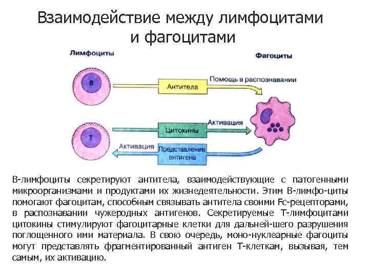 Взаимодействие между лимфоцитами и фагоцитами В-лимфоциты секретируют антитела, взаимодействующие с патогенными микроорганизмами и продуктами