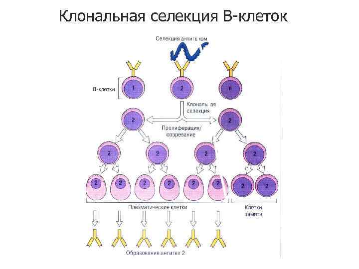 Клональная селекция В-клеток 