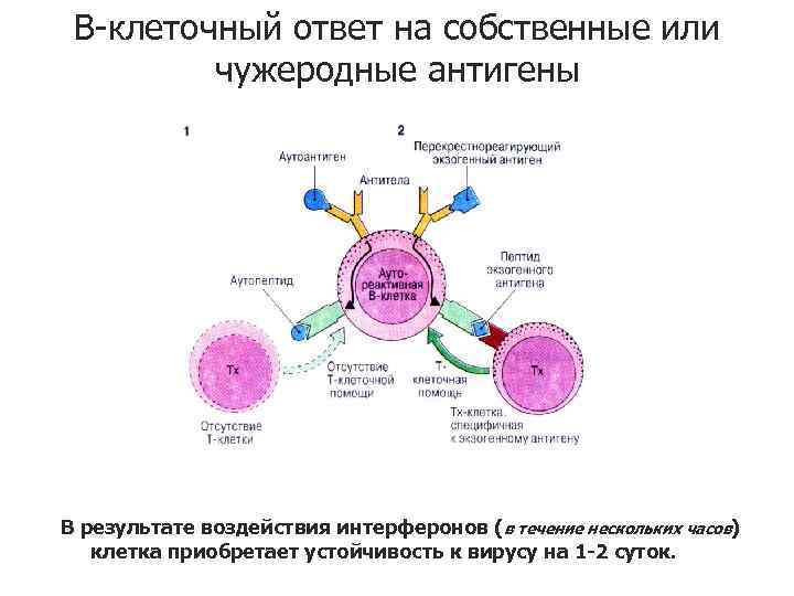 В-клеточный ответ на собственные или чужеродные антигены В результате воздействия интерферонов (в течение нескольких