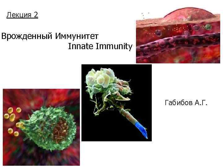 Лекция 2 Врожденный Иммунитет Innate Immunity Габибов А. Г. 
