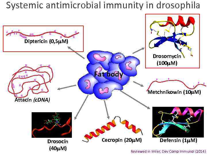Systemic antimicrobial immunity in drosophila P P PP G P GGG G P GG