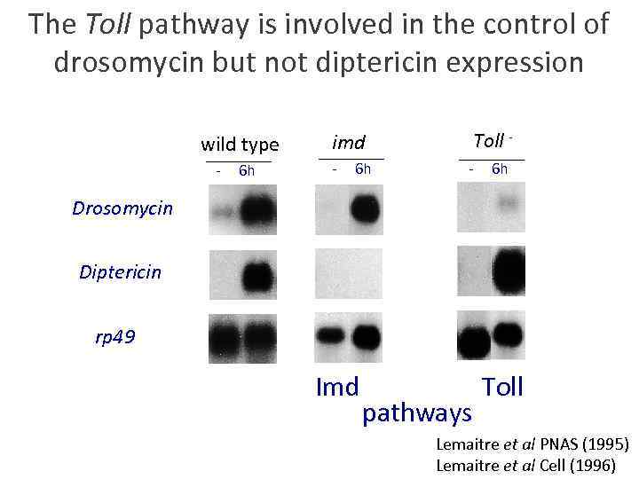 The Toll pathway is involved in the control of drosomycin but not diptericin expression