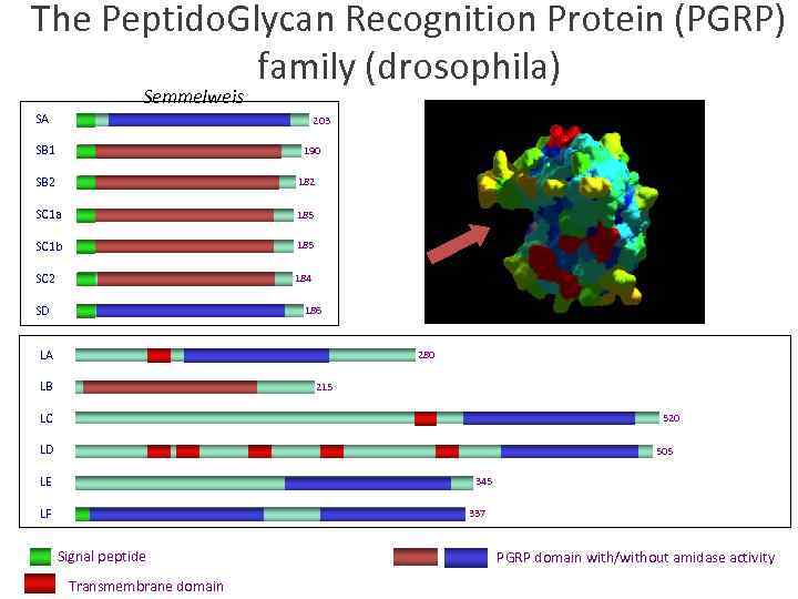 The Peptido. Glycan Recognition Protein (PGRP) family (drosophila) Semmelweis SA 203 SB 1 190