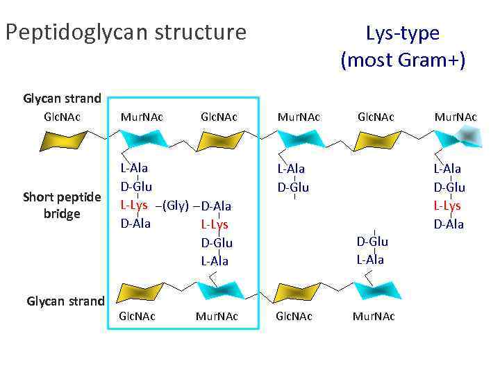 Peptidoglycan structure Lys-type (most Gram+) Glycan strand Glc. NAc Short peptide bridge Glycan strand