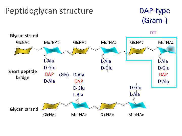 Peptidoglycan structure DAP-type (Gram-) TCT Glycan strand Glc. NAc Short peptide bridge Glycan strand