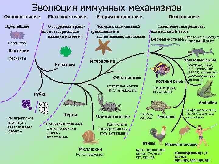 Этапы развития живого организма