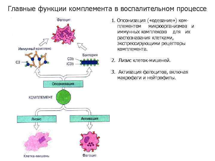 Главные функции комплемента в воспалительном процессе 1. Опсонизация ( «одевание» ) комплементом микроорганизмов и