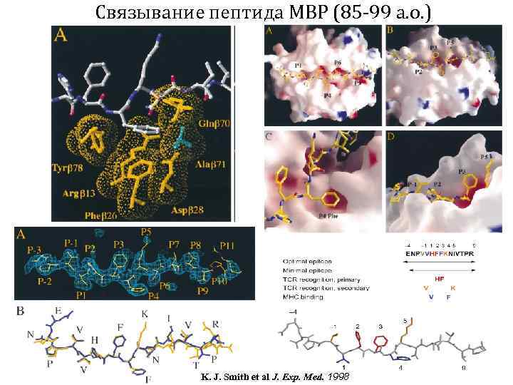 Связывание пептида MBP (85 -99 а. о. ) K. J. Smith et al J.