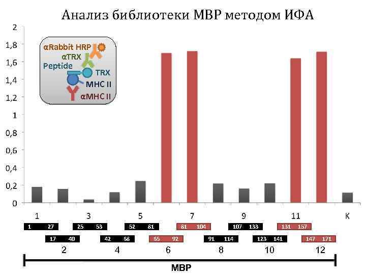 Анализ библиотеки MBP методом ИФА αRabbit HRP αTRX Peptide TRX MHC II αMHC II