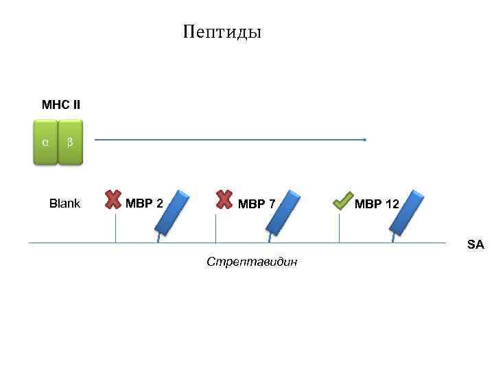 Пептиды MHC II α β Blank MBP 2 MBP 7 MBP 12 SA Стрептавидин