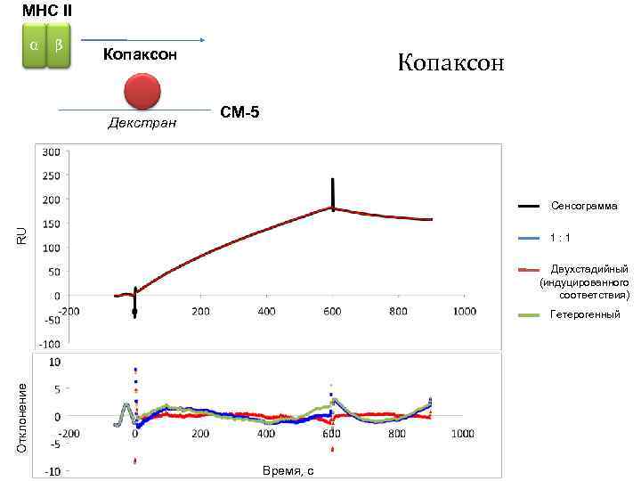 MHC II α β Копаксон Декстран Копаксон CM-5 RU Сенсограмма 1: 1 Двухстадийный (индуцированного