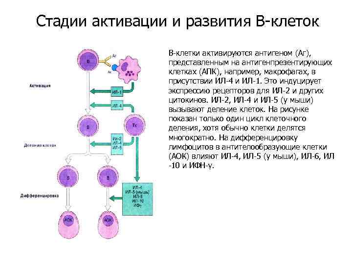 Этапы активации