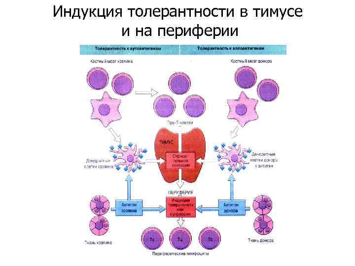 Индукция толерантности в тимусе и на периферии 