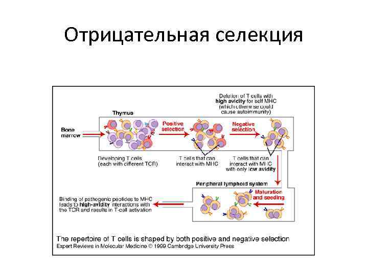 Отрицательная селекция 