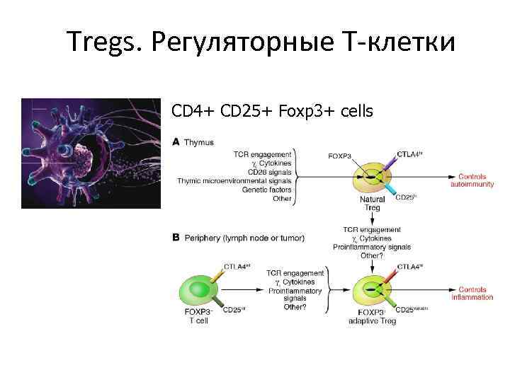 Tregs. Регуляторные Т-клетки CD 4+ CD 25+ Foxp 3+ cells 