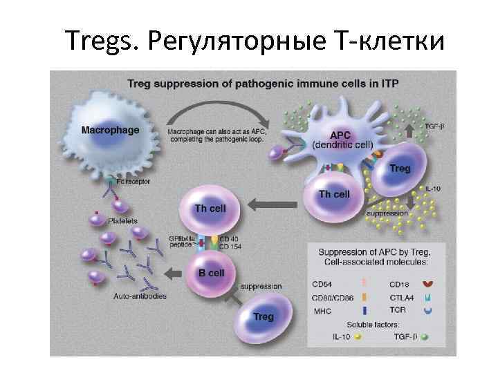 Tregs. Регуляторные Т-клетки 