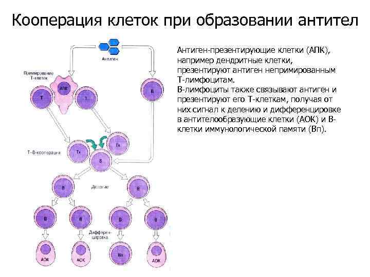 Взаимодействие иммунных клеток. Кооперация иммунокомпетентных клеток в иммунном ответе. Схема клеточного иммунного ответа. Кооперация клеток при клеточном иммунном ответе. Кооперация клеток при образовании антител.