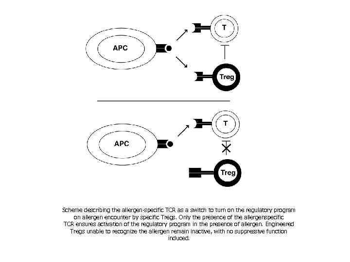 Scheme describing the allergen-specific TCR as a switch to turn on the regulatory program