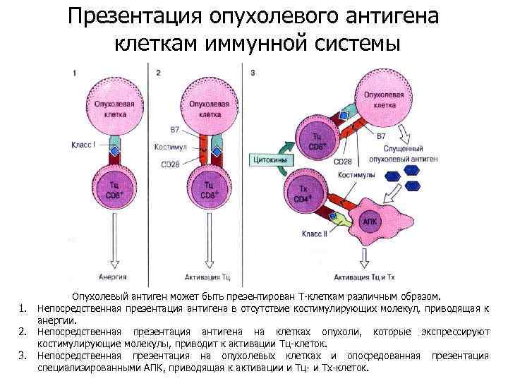 Механизм презентации антигена