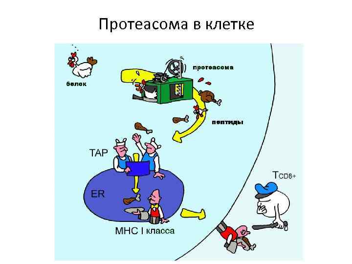 Протеасома в клетке 