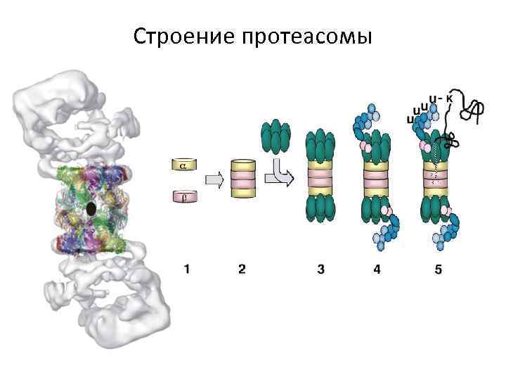 Строение протеасомы 