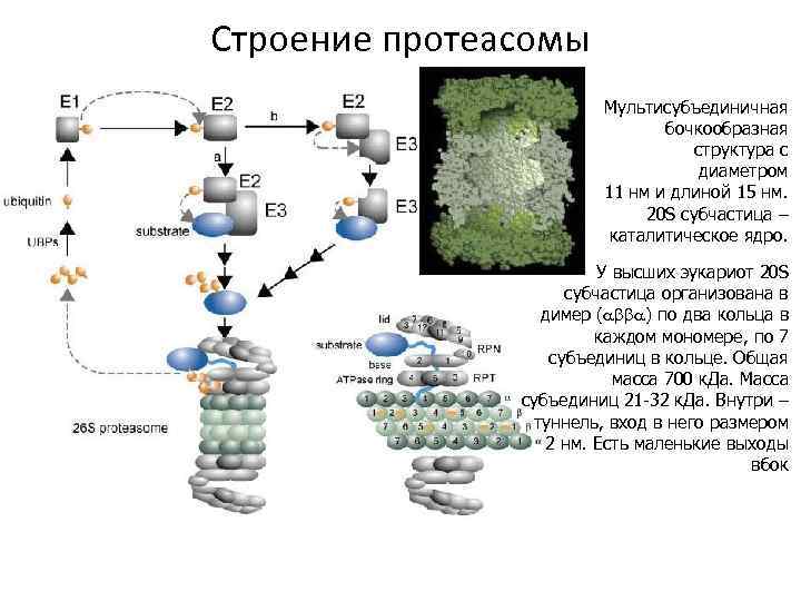 Строение протеасомы Мультисубъединичная бочкообразная структура с диаметром 11 нм и длиной 15 нм. 20