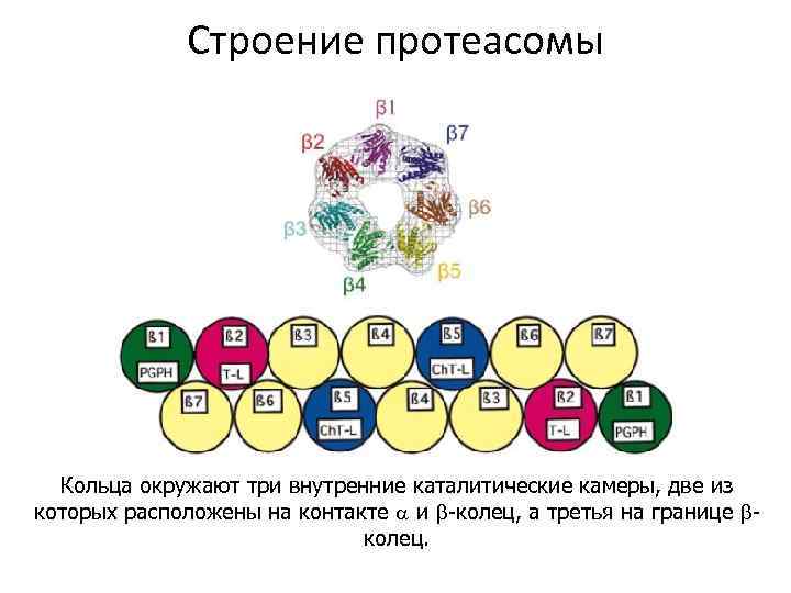 Строение протеасомы Кольца окружают три внутренние каталитические камеры, две из которых расположены на контакте