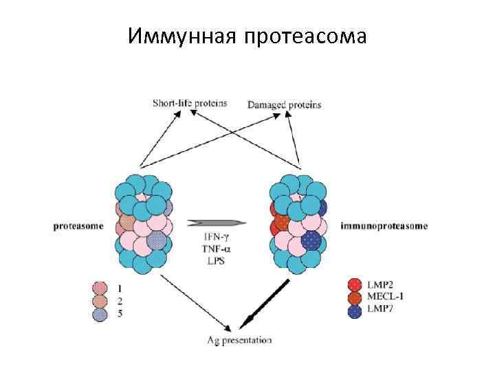 Иммунная протеасома 